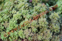 Crassula setulosa