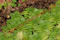 Crassula socialis