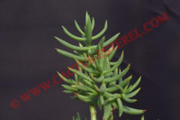 Crassula tetragona