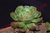 Echeveria 'Brown Rose'