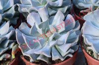 Echeveria 'Cubic Frost'