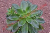 Sedeveria 'Sorrento'