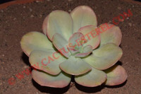 Echeveria 'Nubia'