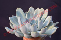 Echeveria 'Orion'