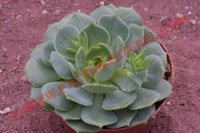 Echeveria 'Ramillette'