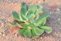 Echeveria 'Victor'