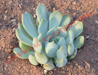 Echeveria cuspidata var. zaragosae