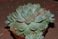 Echeveria elegans 'Albicans'