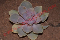 Echeveria gibbiflora 'Pearl von Nurnberg'
