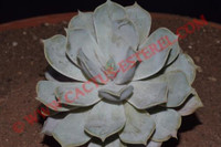 Echeveria lilacina