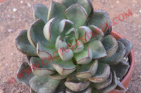 Echeveria moranii