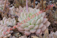 Echeveria prolifica
