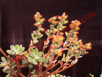 Echeveria pulvinata