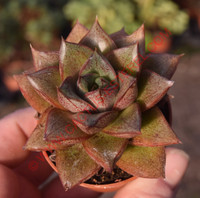 Echeveria purpusorum