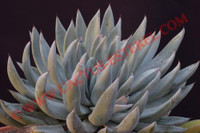 Echeveria tolimanensis