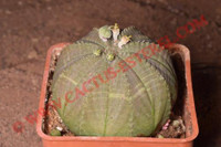 Euphorbia obesa