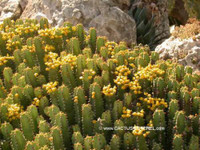 Euphorbia resinifera