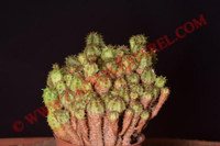 Euphorbia submammillaris fa. pfersdorfii