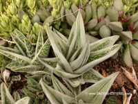 Gasteraloe 'Green Ice'