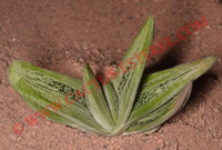 Gasteria 'Little Warty'