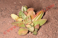 Gasteria 'Shinano Fuji'