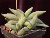 Gasteria glomerata