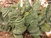 Gasteria gracilis
