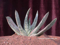 Gasteria gracilis 'variegata'