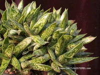 Gasteria liliputana