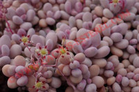 Graptopetalum amethystinum
