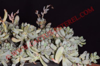 Graptopetalum pachyphyllum