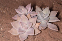 Graptopetalum paraguayense