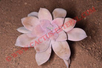Graptopetalum pentandrum v.superbum