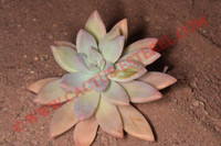 Graptosedum 'Francesco Baldi'