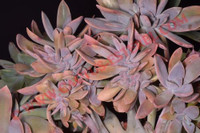 Graptoveria 'Fred Ives' fa. cristata