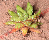 Haworthia 'Enon'