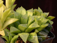 Haworthia 'Kinjo'