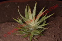 Haworthia attenuata v.caespitosa f.variegata