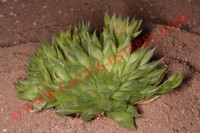 Haworthia cooperi v. cooperi