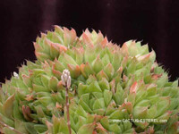 Haworthia cuspidata