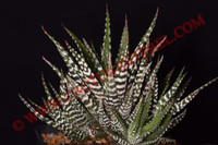 Haworthia fasciata 'Big Band'