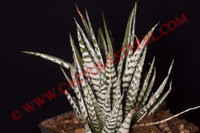 Haworthia fasciata 'Snowclouds'