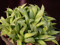 Haworthia heidelbergensis