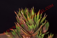 Haworthia icosyphylla