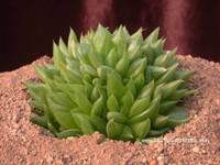 Haworthia laetevirens