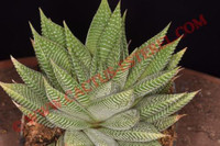 Haworthia limifolia var. striata