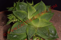 Haworthia planifolia fa. agavoides