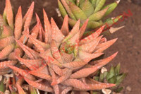 Haworthia sampaiana v.broteriana
