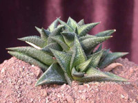 Haworthia tesselata v.inflexa