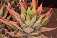 Haworthia tisleyi